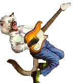 Rockin' Kitty